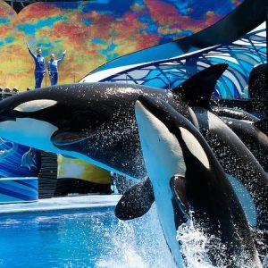 Sea World