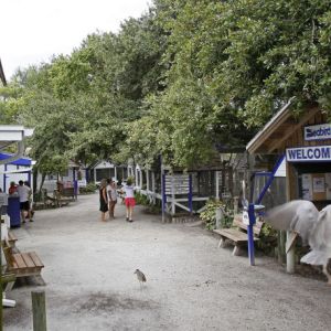 Suncoast Seabird Sanctuary