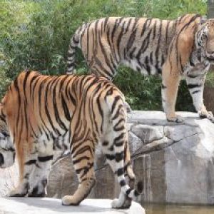 Big Cat Habitat & Gulf Coast Sanctuary